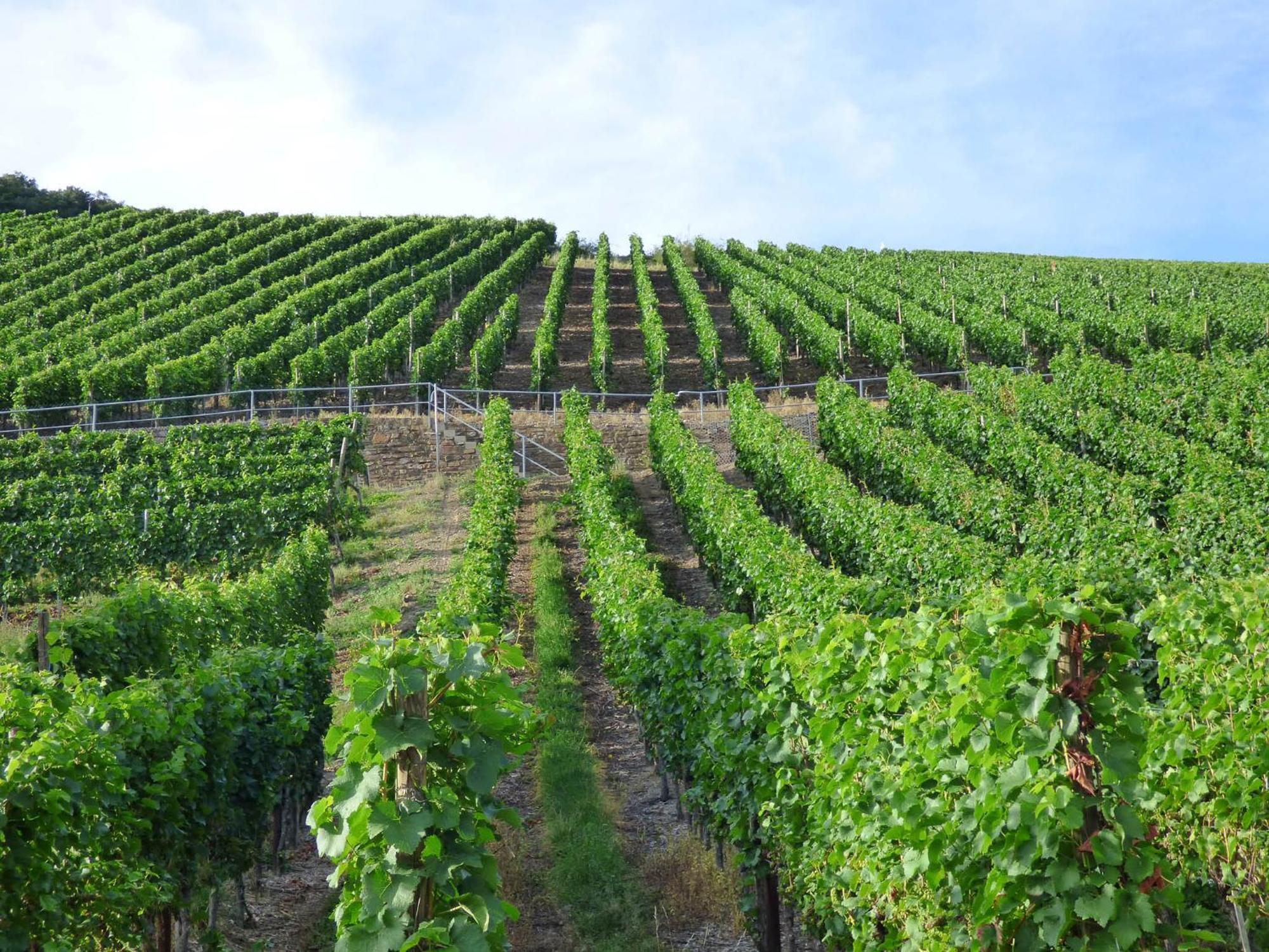Relaxen Im Weindorf Mayschoss Fewo 4 Eksteriør billede